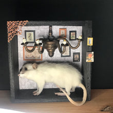 Load image into Gallery viewer, Rat Spooky Shadow Boxes