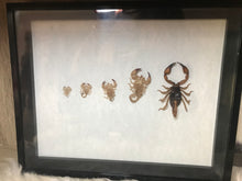 Load image into Gallery viewer, Pet memorial scorpion and moults
