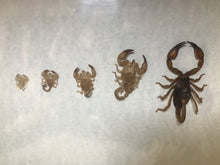 Load image into Gallery viewer, Pet memorial scorpion and moults