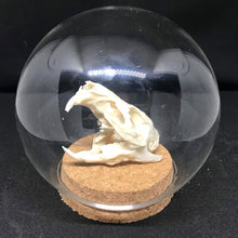 Load image into Gallery viewer, guinea pig skull in dome