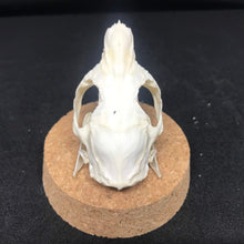 Load image into Gallery viewer, guinea pig skull in dome