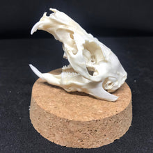 Load image into Gallery viewer, guinea pig skull in dome