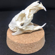 Load image into Gallery viewer, guinea pig skull in dome