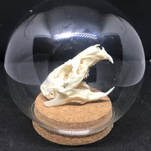 Load image into Gallery viewer, guinea pig skull in dome