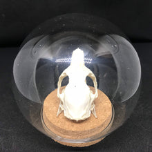 Load image into Gallery viewer, guinea pig skull in dome