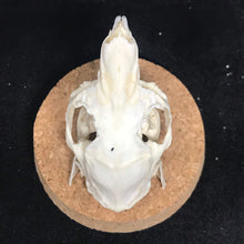 Load image into Gallery viewer, guinea pig skull in dome