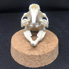 Load image into Gallery viewer, guinea pig skull in dome