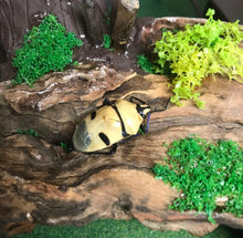Load image into Gallery viewer, Taxidermy Rabbit, fantasy forest style
