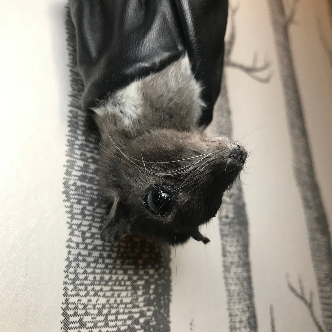 Not-Bat Bat (Made to order)