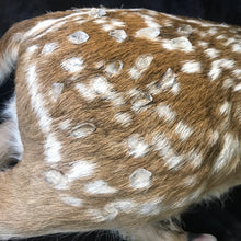 Load image into Gallery viewer, Taxidermy fawn fantasy creature