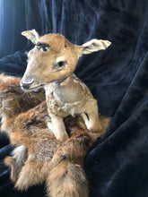 Load image into Gallery viewer, Taxidermy fawn fantasy creature