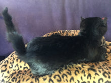 Load image into Gallery viewer, Black cat taxidermy