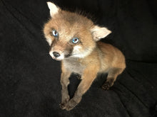 Load image into Gallery viewer, Taxidermy fox kit