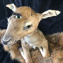 Load image into Gallery viewer, Taxidermy fawn fantasy creature