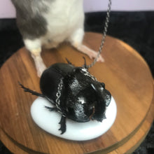 Load image into Gallery viewer, Arthur and Steve the Stag Beetle