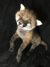 Load image into Gallery viewer, Taxidermy fox kit