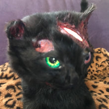 Load image into Gallery viewer, Black cat taxidermy