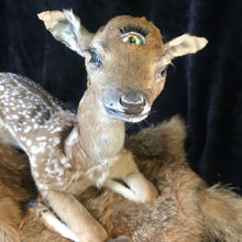 Load image into Gallery viewer, Taxidermy fawn fantasy creature