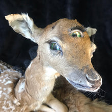 Load image into Gallery viewer, Taxidermy fawn fantasy creature