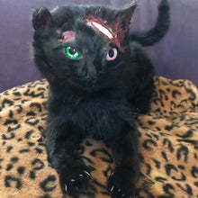 Load image into Gallery viewer, Black cat taxidermy