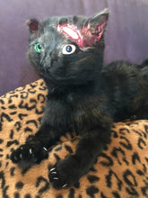 Load image into Gallery viewer, Black cat taxidermy