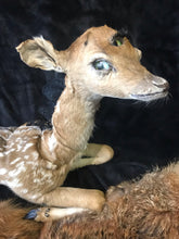 Load image into Gallery viewer, Taxidermy fawn fantasy creature