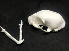 Load image into Gallery viewer, cat skulls
