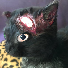 Load image into Gallery viewer, Black cat taxidermy