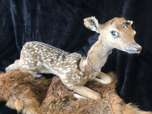 Load image into Gallery viewer, Taxidermy fawn fantasy creature