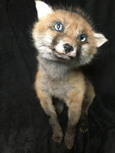 Load image into Gallery viewer, Taxidermy fox kit