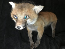 Load image into Gallery viewer, Taxidermy fox kit
