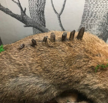 Load image into Gallery viewer, Taxidermy Rabbit, fantasy forest style