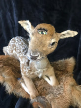 Load image into Gallery viewer, Taxidermy fawn fantasy creature