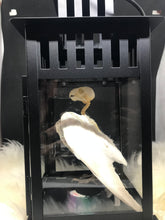 Load image into Gallery viewer, Skelly bird in lantern
