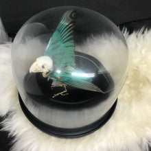 Load image into Gallery viewer, Turquoise lovebird skelly
