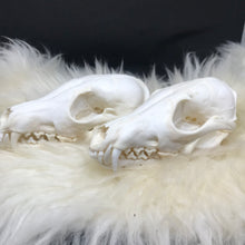 Load image into Gallery viewer, Fox skulls
