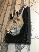 Load image into Gallery viewer, Bunny skull taxidermy
