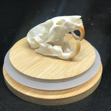 Load image into Gallery viewer, Pet memorial rat skull
