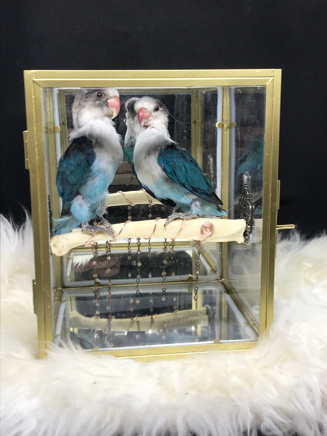 Turquoise Lovebirds