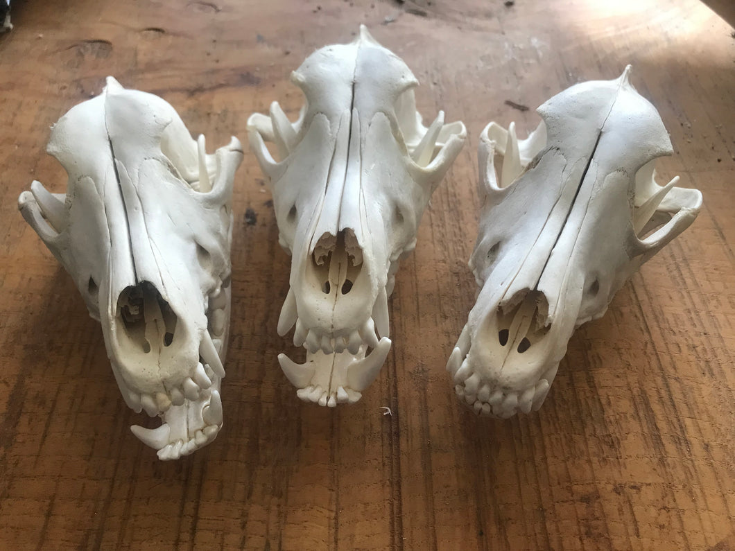 Wild dog/dingo skulls