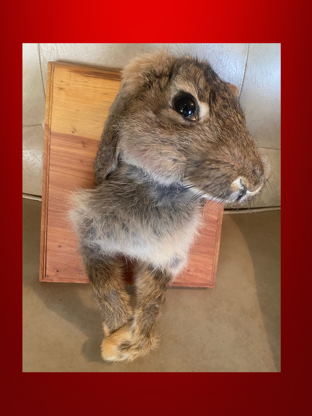 Bunny Flop Ear Mount