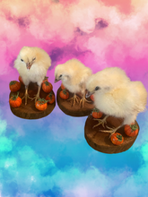 Load image into Gallery viewer, Pumpkin Patch Chicks
