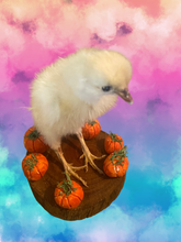 Load image into Gallery viewer, Pumpkin Patch Chicks
