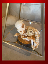 Load image into Gallery viewer, Puppy skeleton
