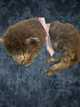 Load image into Gallery viewer, Sleeping kitten
