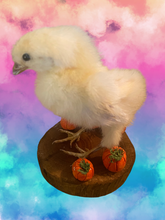 Load image into Gallery viewer, Pumpkin Patch Chicks
