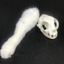 Load image into Gallery viewer, Cat skull and paw memorial
