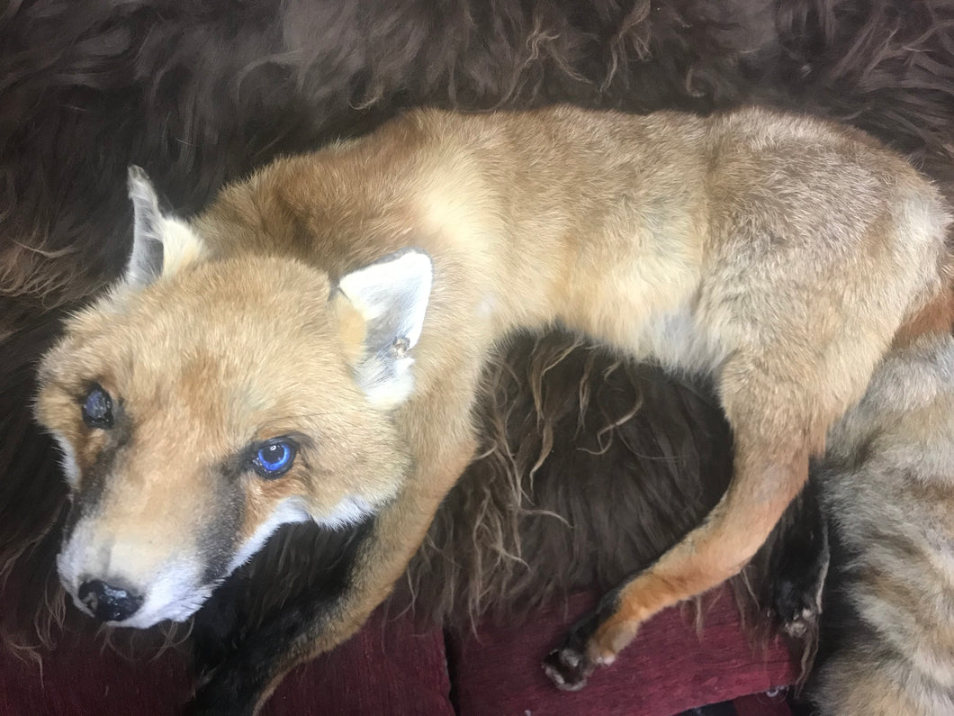 Softmount fox Scar