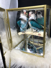 Load image into Gallery viewer, Turquoise Lovebirds
