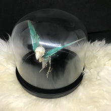 Load image into Gallery viewer, Turquoise lovebird skelly
